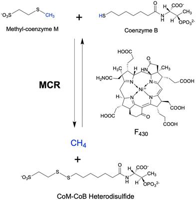 Overview of Diverse Methyl/Alkyl-Coenzyme M Reductases and Considerations for Their Potential Heterologous Expression